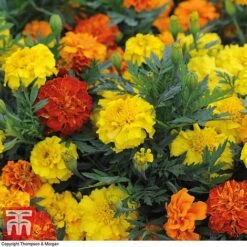 Marigold F1 'Zenith Mixed' 9 Marigold F1 'Zenith Mixed' -Garden Plants MARI P92376 B1