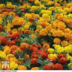 Marigold F1 'Zenith Mixed' 11 Marigold F1 'Zenith Mixed' -Garden Plants MARI P92376 D1