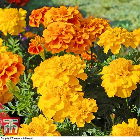 Marigold F1 'Zenith Mixed' 3 Marigold F1 'Zenith Mixed'