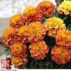 Marigold 'Strawberry Blonde' -Garden Plants MARI T67436 F