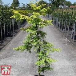 Metasequoia Glyptostroboides 'Gold Rush' -Garden Plants META TKA3278 A