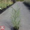 Miscanthus Sinensis 'Silberfeder' -Garden Plants MISC TKA3300 A