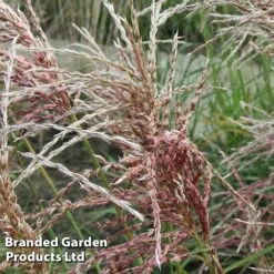 Miscanthus 'Pink Cloud' -Garden Plants MISC PINKCLOUD S28685