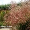 Miscanthus 'Pink Cloud' 1 Miscanthus 'Pink Cloud' -Garden Plants MISC PINKCLOUD S28687