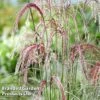 Miscanthus 'Silver Cloud' -Garden Plants MISC SILVRCLOUD S28702