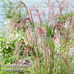 Miscanthus 'Silver Cloud' -Garden Plants MISC SILVRCLOUD S28705
