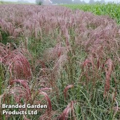Miscanthus 'Silver Cloud' -Garden Plants MISC SILVRCLOUD S28706