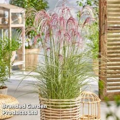Miscanthus 'Silver Cloud' -Garden Plants MISC SILVRCLOUD S28707