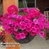 Pink Shockwave Preplanted Hanging Basket -Garden Plants MIXD PINKSHOCK S35541