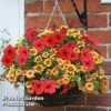 Amber Shades Basket -Garden Plants MIXD PREAMBERS