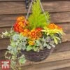 Autumn Sunset Mix (Pre-Planted Basket) -Garden Plants MIXD PRIMAUTUM