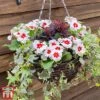 Starry Eyes Mix (Pre-Planted Basket) -Garden Plants MIXD PRIMSTARR