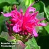Monarda Didyma 'Pink Lace' -Garden Plants MONA KC9173 A