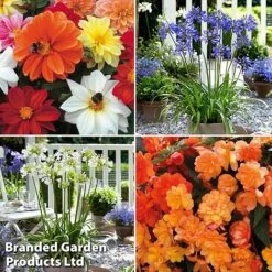 Summer Plant & Seed Collection -Garden Plants MSE feb31