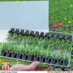 Nurserymans Choice Bedding Mix + 100g Incredibloom® + Nurserymans Choice Flower Seeds 9 Nurserymans Choice Bedding Mix + 100g Incredibloom® + Nurserymans Choice Flower Seeds -Garden Plants MSE offer plant size1