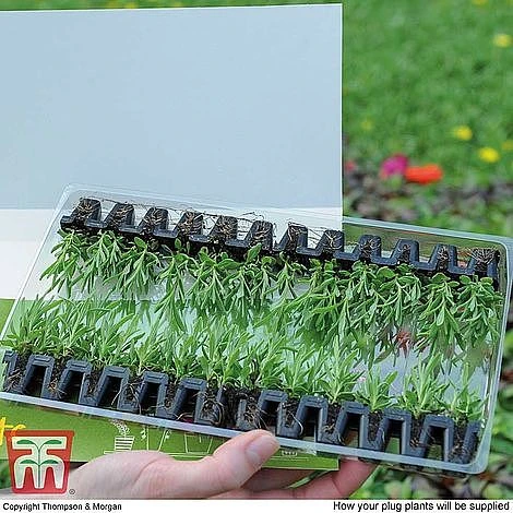 Nurserymans Choice Bedding Mix + 100g Incredibloom® + Nurserymans Choice Flower Seeds 5 Nurserymans Choice Bedding Mix + 100g Incredibloom® + Nurserymans Choice Flower Seeds - Image 3