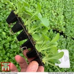 Summer Garden Plant Collection -Garden Plants MSE offer plant size2