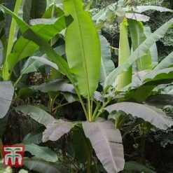 Musa Basjoo -Garden Plants MUSA 80856 C