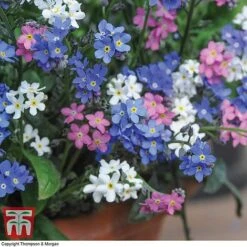 Forget-Me-Not Mixed -Garden Plants MYOS TKA7245 C