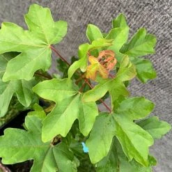Field Maple Tree (Acer Campestre) Grown By Cotswold Trees -Garden Plants Maple Leaves