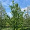 Field Maple Tree (Acer Campestre) Grown By Cotswold Trees -Garden Plants Maple Tree