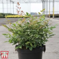 Nandina Domestica 'Twilight' -Garden Plants NAND TKA3308 A