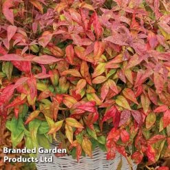 Evergreen Patio Shrub Collection -Garden Plants NAND BLUSHPINK S08545