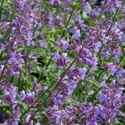 Nepeta Racemosa -Garden Plants NEPE T64442 B h