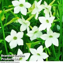 Nicotiana Alata -Garden Plants NICOTINANA AFFINS KC8067 A