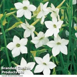 Nicotiana Alata -Garden Plants NICO AFFINIS U63062