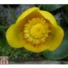 Nuphar Lutea (Deep Water Aquatic) 1 Nuphar Lutea (Deep Water Aquatic) -Garden Plants NUPH T78374 A h