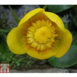 Nuphar Lutea (Deep Water Aquatic)