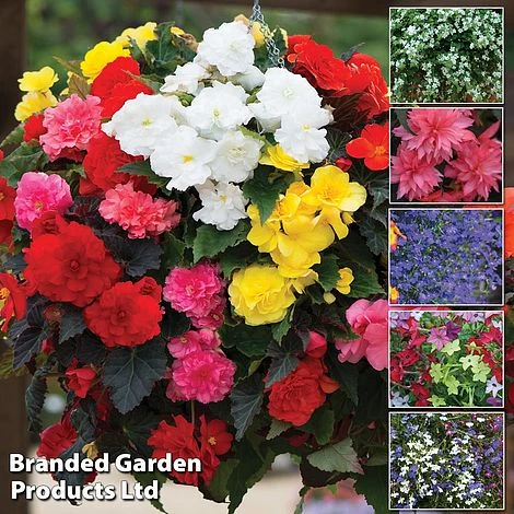 Nurserymans Choice Bedding Mix + 100g Incredibloom® + Nurserymans Choice Flower Seeds 3 Nurserymans Choice Bedding Mix + 100g Incredibloom® + Nurserymans Choice Flower Seeds