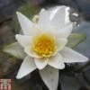 Nymphaea 'Pygmaea Alba' (Deep Water Aquatic) -Garden Plants NYMP T78300 A h