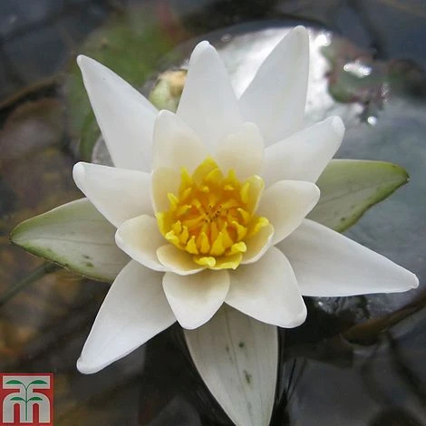 Nymphaea 'Pygmaea Alba' (Deep Water Aquatic) 3 Nymphaea 'Pygmaea Alba' (Deep Water Aquatic)