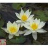 Nymphaea 'Pygmaea Helvola' (Deep Water Aquatic) -Garden Plants NYMP T78302 A h