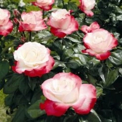 'Nostalgia' Hybrid Tea Rose -Garden Plants Nostalgie 4