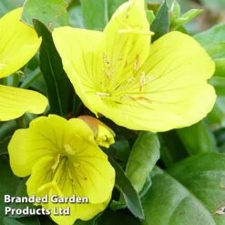 Oenothera Fruticosa 'Youngii' -Garden Plants OENO KC9122 C