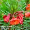 Oenothera 'Sunset Boulevard' -Garden Plants OENO KC9182 A