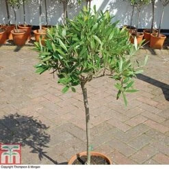 Olive Tree (Standard) -Garden Plants OLIV T45799 A