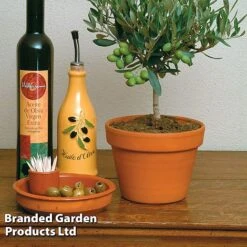 Olive Tree (Standard) -Garden Plants OLIV OLEAEUROP S25343
