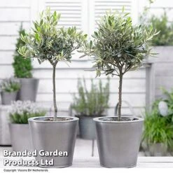 Olive Tree (Standard) -Garden Plants OLIV STANDARD H48248
