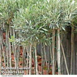 Olive Tree (Standard) -Garden Plants OLIV STANDARD T25247