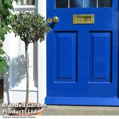 Olive Tree (Standard) -Garden Plants OLIV STANDARD T25341