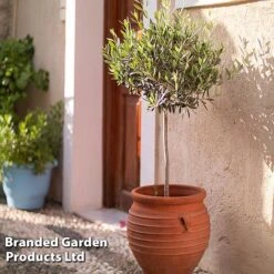 Olive Tree (Standard) -Garden Plants OLIV STANDARD W48247