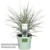 Ophiopogon Japonicus 'Silver Mist' -Garden Plants OPHI SILVERMIS S49023