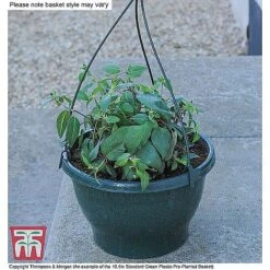 Fruit Salad Pre-Planted Basket -Garden Plants ORAN KB3430 CC6