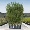 Burkwood Osmanthus Ready Bag Instant Hedge 1m (pre-grown) -Garden Plants Osmanthus20burkwoodii20copy