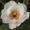 Tree Peony 'Feng Dan Bai' (White Phoenix) 2 Tree Peony 'Feng Dan Bai' (White Phoenix) -Garden Plants PAEO T62060 A h