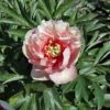 Peony 'Canary Brilliants' -Garden Plants PAEO T74166 A h